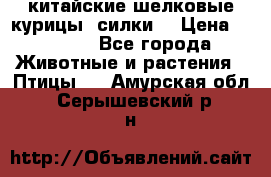 китайские шелковые курицы (силки) › Цена ­ 2 500 - Все города Животные и растения » Птицы   . Амурская обл.,Серышевский р-н